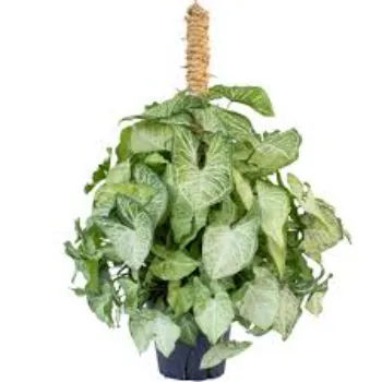 Natural Syngonium 